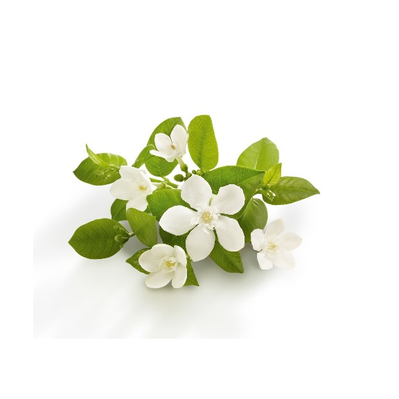 Blumen des sevillischen Orangenbaumes